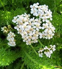 Sphère d'action de l'achillée millefeuille ?