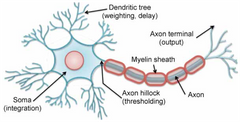 Neurons – key information-transmitting brain
cell.  Transmit and process information
using electrical signals.







-










Dendrites: collect inputs from other neurons 

-Soma: cell body, contains nucleus
(genetic m...