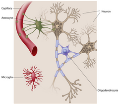 








Brain cell types: 

  -Neurons
 - Glia 
       •Astrocytes 
       •Oligodendrocytes 
       •Microglia      
