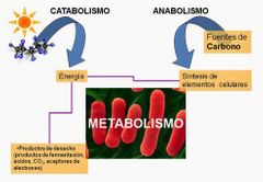 Metabolismo 
-Aeróbicas
-Anaeróbicas
Nutrición 
- Heterótrofas
-Autótrofas
-Saprófitas
-Simbióticas