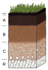 Esse solo é:
a) uma rocha recém-exposta
b) solo recente
c) solo jovem
d) solo maduro
