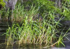 Bright green, grows erect
w/leaves above water,
midvein slightly off centered 
Erect narrow panicle