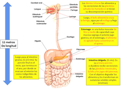 El quimo pasa al duodeno y este recibe secreciones de las glándulas intestinales, bilis y jugos pancreáticos. degrada los alimentos para transformarlos en sustancias solubles simples (enzimas)