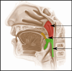 función respiratoria

prolongación posterior del canal nasal sobre el paladar blando