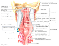 pared posterior y lateral (constrictor medio y lateral)

receso piriforme (N.L. externo y recurrente)