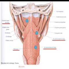 proximal: apófisis pterigoideo, extremo posterior de la linea milohioidea de la mandíbula y caras laterales de la lengua

Distal: Rafe medio de la faringe y tubérculo faríngeo situado en la porcion basilar del hueso occipital.