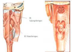 Proximal: paladar duro y aponeurosis palatina

Distal: borde posterior de la lamina del cartílago tiroides y cara lateral de la faringe y esofago