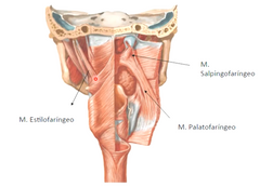 Proximal: apófisis estiloides del hueso temporal

Distal: Bordes posterior y superior del cartílago tiroides y palatofaringeo