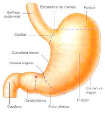 es la parte dilatada del tubo digestivo
se ubica entre el esófago y el intestino delgado
tiene forma de J
actúa como deposito y mezclador de alimentos

su principal función es la digestión enzimática.

es capaz de expandirse de 2 a 3 lt de al...