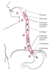 1. esfínter esofagico superior, ubicado a 15 cm de los incisivos provocando por el musculo cricofaringeo

2. en la zona de intersección con el arco aórtico a 22 cm de los incisivos

3. en la zona de intersección con el bronquio principal izqui...