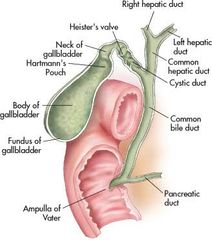 Repliegues de la mucosa proximal del conducto cístico (o porción distal del cuello de la vesícula biliar); regula el flujo de bilis según los cambios de presión del sistema biliar (regula el flujo anterógrado biliar).