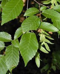 Hornbeam or
Musclewood