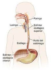 ESOFAGO FISIOPATOLOGIA