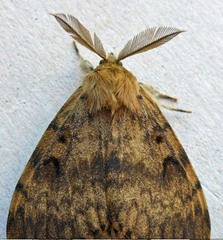 Spongy Moth