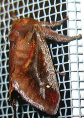 Saddleback Caterpillar Moth