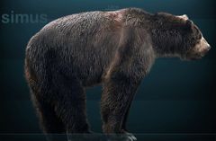 ¿En qué regiones se encontró el oso gigante y qué lo distinguía de los osos modernos?