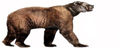 El oso gigante, también conocido como Arctotherium, se encontró principalmente en América del Sur durante el Pleistoceno.