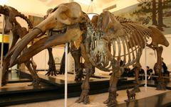 Los gonfoterios eran parientes prehistóricos de los elefantes modernos, pero tenían algunas diferencias distintivas. Una de las principales diferencias estaba en su dentición; los gonfoterios tienen dientes con cúspides en forma de lóbulos, e...