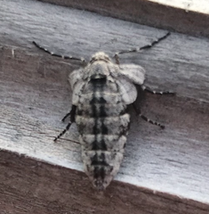 Spring Cankerworm Moth