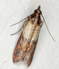 Indian-Meal Moth