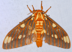 Regal Moth