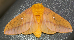 Orange-tipped Oakworm Moth