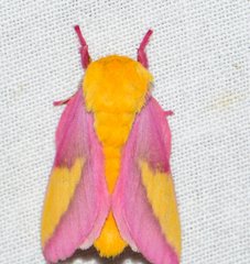 Rosy Maple Moth