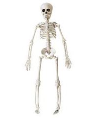 Das Skelett, e