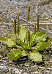 Famille du plantain ?