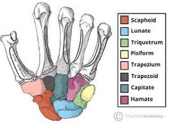 der Handwurzelknochen, =