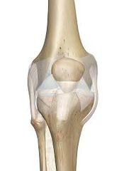 das Kniegelenk, -e knee joint