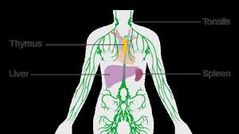 das Lymphgefäßsystem