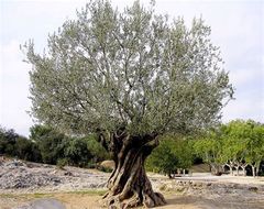 posologies de l'olivier ?