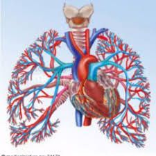 die Lungenarterie