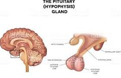 die Hirnanhangdrüse