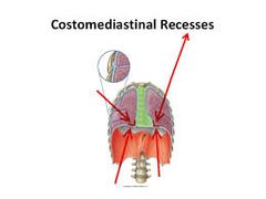 der Reserveraum (Recessus
costomediastinalis)