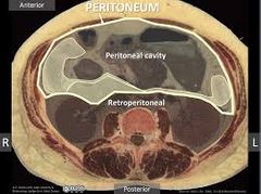 das Peritoneum
