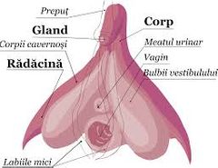 der Kitzler/die Klitoris