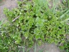 Cerastium bulgatum, Family Caryophyllaceae