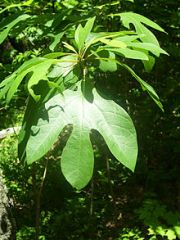 a North American tree with pleasant-smelling leaves and bark. Its leaves are sometimes used to make a type of tea.



all right, sassafras.


 