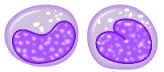 

Cell type, description, duration of development and life span, & function

