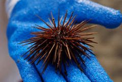 a small sea creature with a round shell that is covered with spikes



*I stepped on a friggin' urchin!


 
