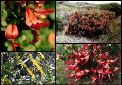 1-2m Shrub.
Apr-Sep, flowers red, can be yellow.
Linear-oblong seed pods.
