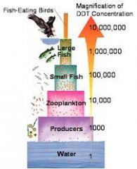 the accumulation of pollutants at successive levels of the food chain