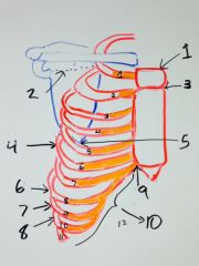 Label these parts of the ribcage and say what level they are at in both the spine and the anterior ribs or what landmark they cover.