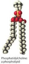 2. My phospholipids are like the bouncer at a club that keeps the riff raff out