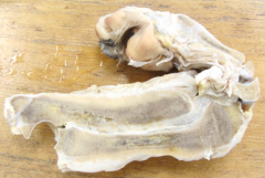 Tissue from 5 mo great dane puppy with forelimb lameness, fever, bilateral painful, swollen distal antebrachia.  mdx?