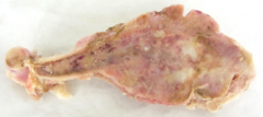 Tissue from 10 yo mn k9 with 4 month hx of right forelimb lameness and swelling. mdx? ddx?