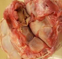 Tissue from horse with acute, weight bearing lameness.  mdx?