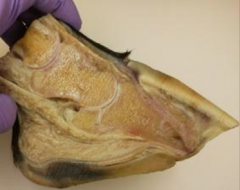 tissue from horse wtih long hx of lameness.  mdx